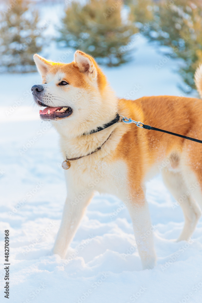 Akita Inu dog portrait in the winter park. Snowy winter background. Sunny day.