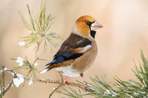 Canvas Print Grosbeak, hawfinch in the pine forest, Coccothraustes