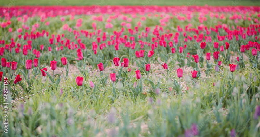 Blooming Tulips on Agriculture Field Blooming Tulips on Agriculture Field