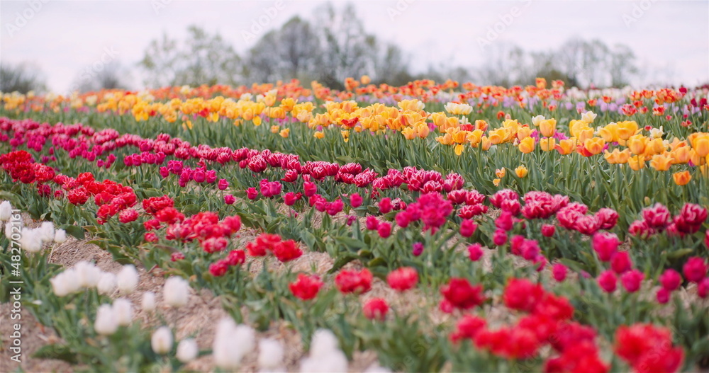 Beautiful Red and Yellow Tulips Blooming on Field. Tulips Flower Production in Netherlands