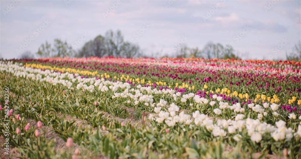 Wide View of Blooming Colorful Tulips on Agriculture Field in Netherlands on Flower Plantation Farm