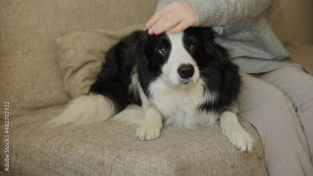 Unrecognizable woman playing with cute puppy dog border collie on couch at home indoor. Owner girl stroking holding dog friend sitting on sofa. Love for pets friendship support team concept Unrecognizable woman playing with cute puppy dog border collie on couch at home indoor. Owner girl stroking holding dog friend sitting on sofa. Love for pets friendship support team concept