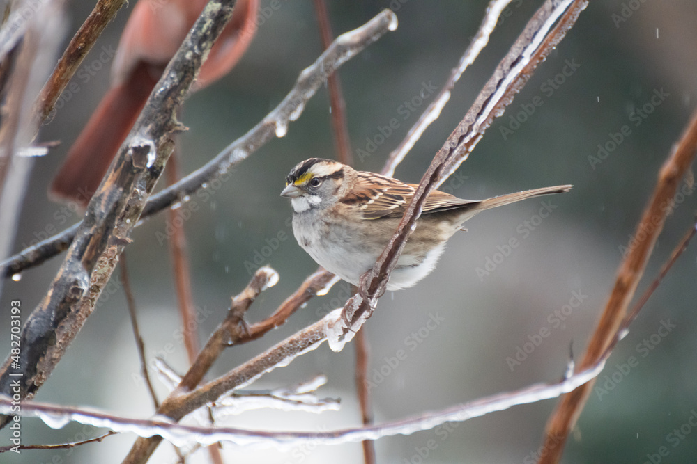Fototapeta premium Sparrow on a branch