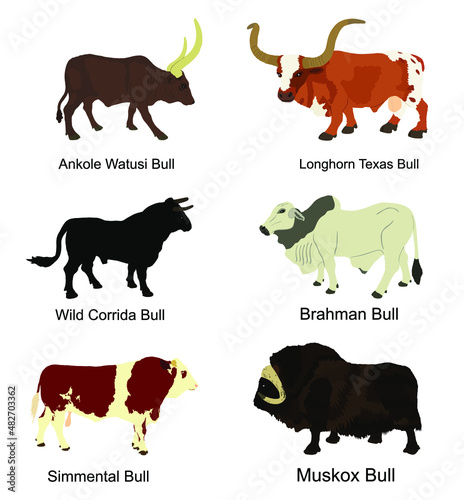 Bull collection vector illustration isolated on white background. Muskox, Musk ox beef. Powerful animal symbol. Long horn cattle Texas bull. Ankole watusi. Bos taurus. Brahman cow Zebu ox. Simmental.