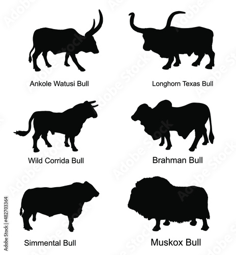 Bull collection vector silhouette illustration isolated on white. Muskox, Musk ox beef. Powerful animal symbol. Long horn cattle Texas bull. Ankole watusi. Bos taurus. Brahman cow Zebu ox. Simmental.