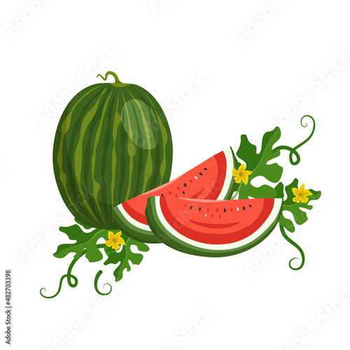 Set of delicious juicy red green striped watermelon, whole fruit and pieces with seeds, leaves and flowers. Summer sweetness, juicy food. Vector flat illustration