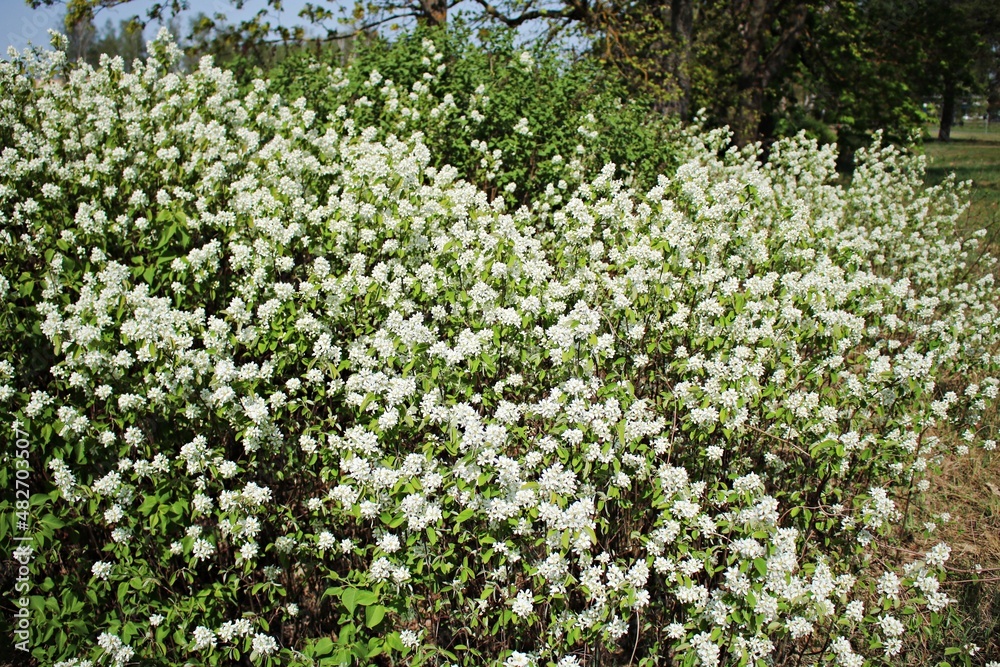 Many white blooming flowers on the branches of bird cherry appeared in early spring Many white blooming flowers on the branches of bird cherry appeared in early spring