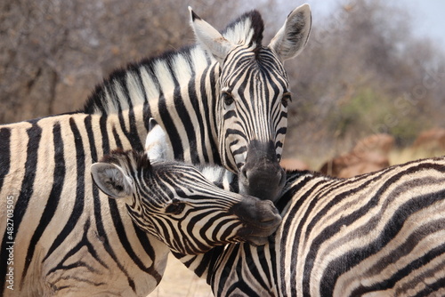 Fototapeta Naklejka Na Ścianę i Meble -  Zebra love