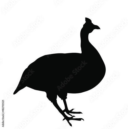 Fényképezés Helmeted Guinea fowl bird vector silhouette illustration isolated on white background