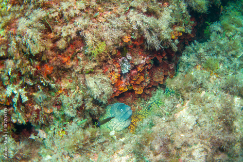 Mediterranean Moray Eel - (Muraena helena) - Diving in the mediterranean sea in the marine national park close to Portofino 