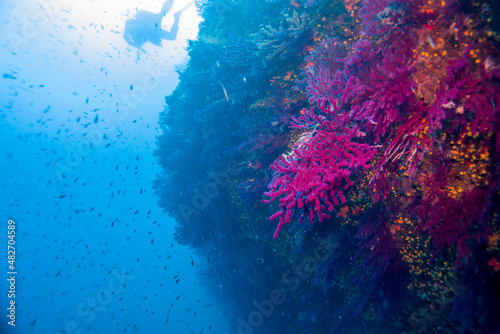 Paramuricea clavata red gorgonia of the mediterranean sea- Diving in the marine national park close to Portofino 