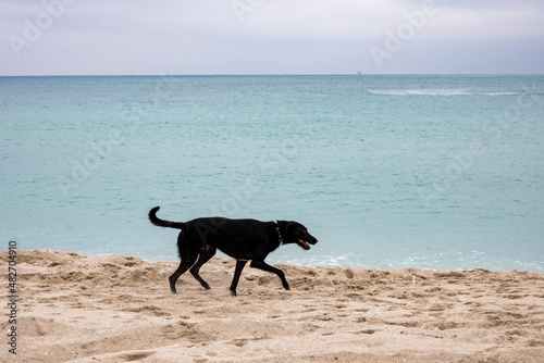 dog on the ocean