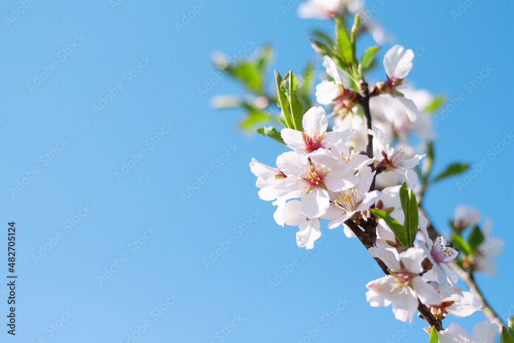 beautiful blossom almond tree branch against the blue sky with copy space beautiful blossom almond tree branch against the blue sky with copy space