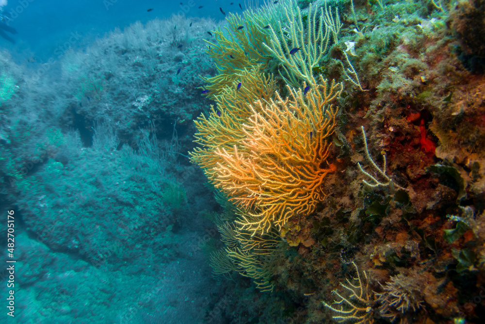 Paramuricea clavata red gorgonia of the mediterranean sea- Diving in the marine national park close to Portofino	
