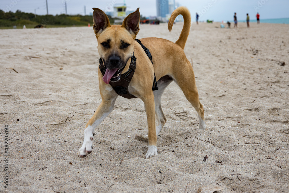 dog on the beach