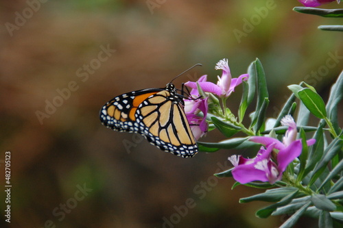 Butterfly on flower photo