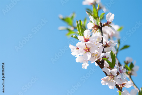 beautiful blossom almond tree branch against the blue sky with copy space