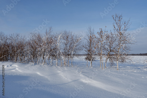 Trees in the snow in a field by the road