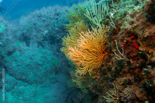Paramuricea clavata red gorgonia of the mediterranean sea- Diving in the marine national park close to Portofino 