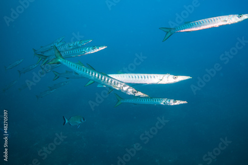 Sphyraena sphyraena European barracuda or Mediterranean barracuda, mediterranean sea cloe to Portofino