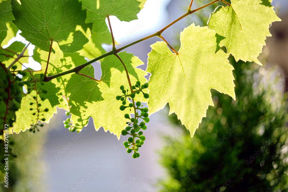 Green sprouts of grape branch growing in vine yard in spring garden Green sprouts of grape branch growing in vine yard in spring garden
