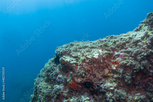 Fototapeta Naklejka Na Ścianę i Meble -  Corals of the mediterranean sea, close to portofino italy
