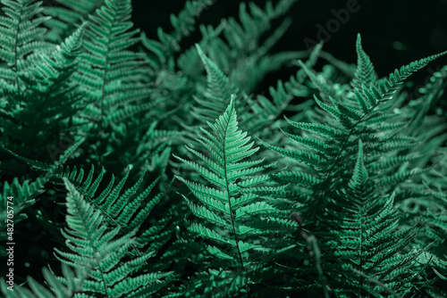 Beautiful ferns leaves green foliage. © lms_lms