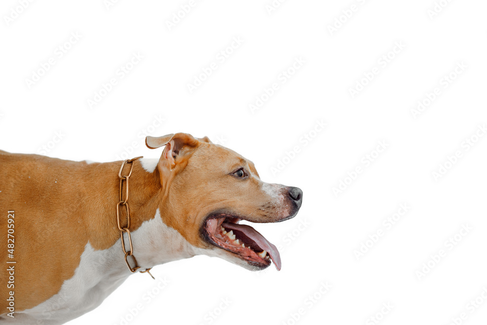 Portrait of a American Staffordshire Terrier isolated on white background. Close-up of a dog in winter. Amstaff looking forward. Pitbull with open mouth and tongue sticking out