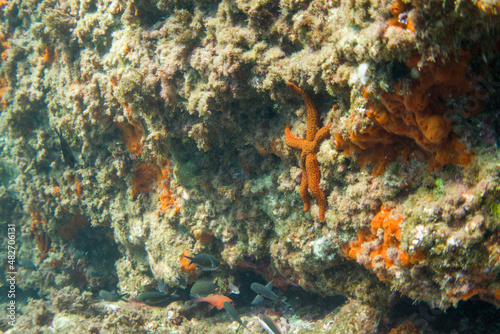 Sea star (Echinaster sepositus) in the Mediterranean Sea close to Portofino	 photo