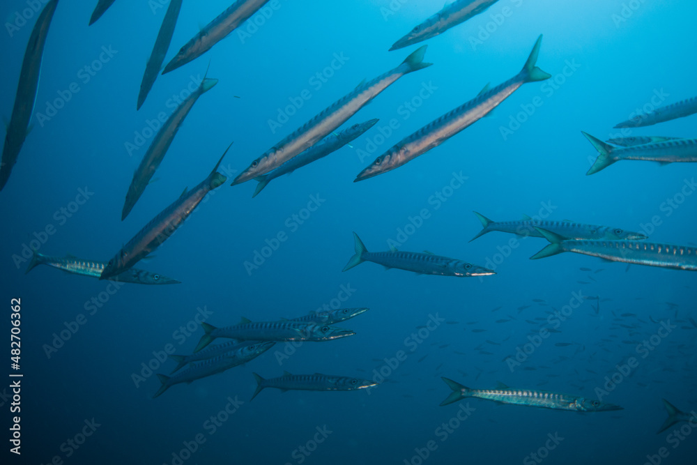Sphyraena sphyraena European barracuda or Mediterranean barracuda, mediterranean sea cloe to Portofino Sphyraena sphyraena European barracuda or Mediterranean barracuda, mediterranean sea cloe to Portofino