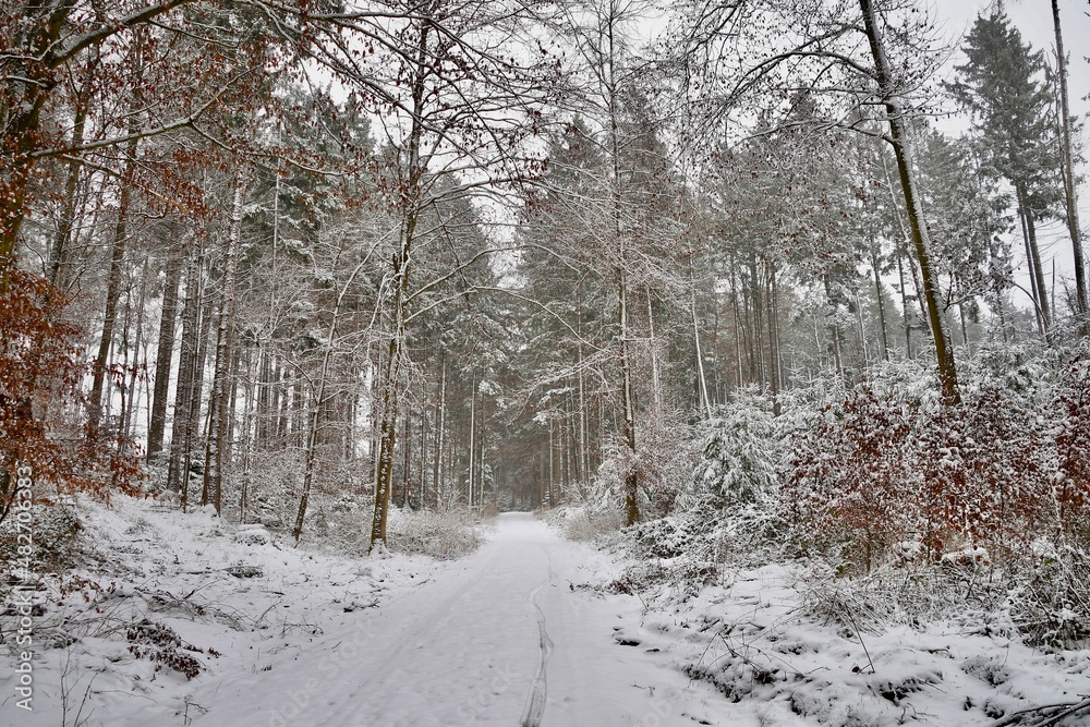 Verschneiter Winterwald in Oberbayern Verschneiter Winterwald in Oberbayern