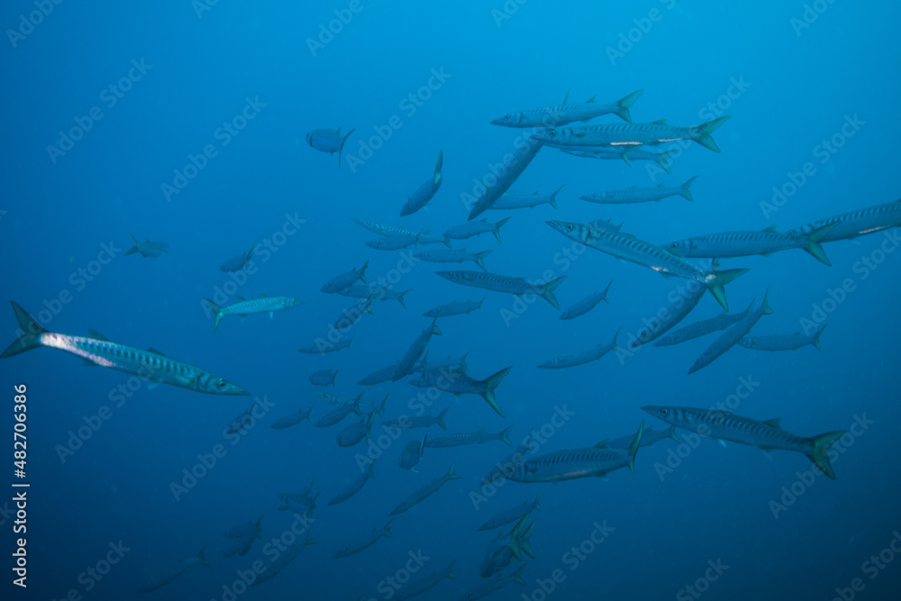 Fototapeta premium Sphyraena sphyraena European barracuda or Mediterranean barracuda, mediterranean sea cloe to Portofino