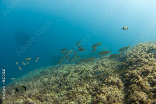 Diving with fish in the mediterranean sea close to Portofino