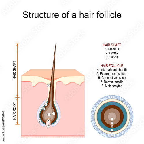 Structure of a hair follicle. Anatomy of hair shaft.