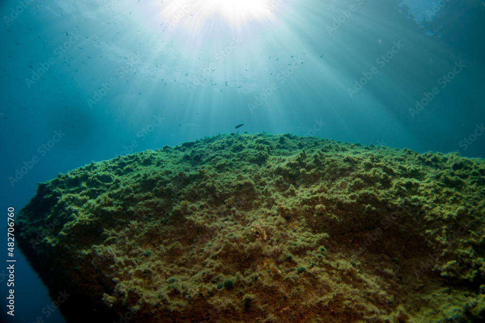 Obraz premium Corals of the mediterranean sea, close to portofino italy