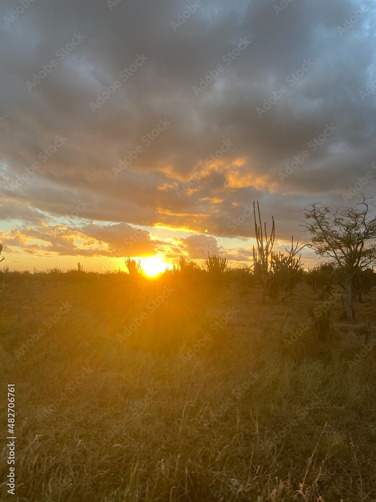 sunset over the field