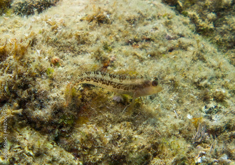 Diving with fish in the mediterranean sea close to Portofino Diving with fish in the mediterranean sea close to Portofino