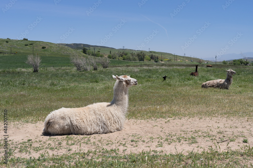 Image of a llama, Lama glama, taken near Palmdale in Southern California.