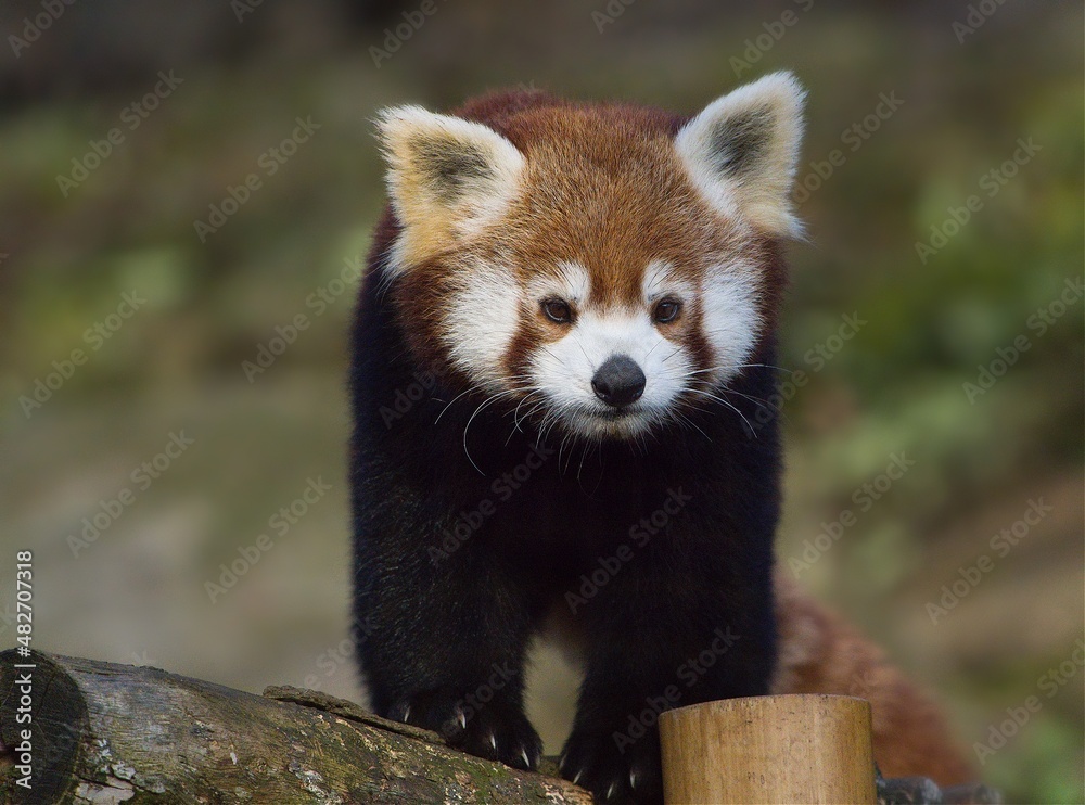 Red panda on a tree trunk (Ailurus fulgens) Red panda on a tree trunk (Ailurus fulgens)