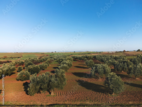 Aerial view of Olive fields