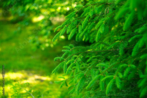 Green branches of spruce on a summer background. The forest background is green.