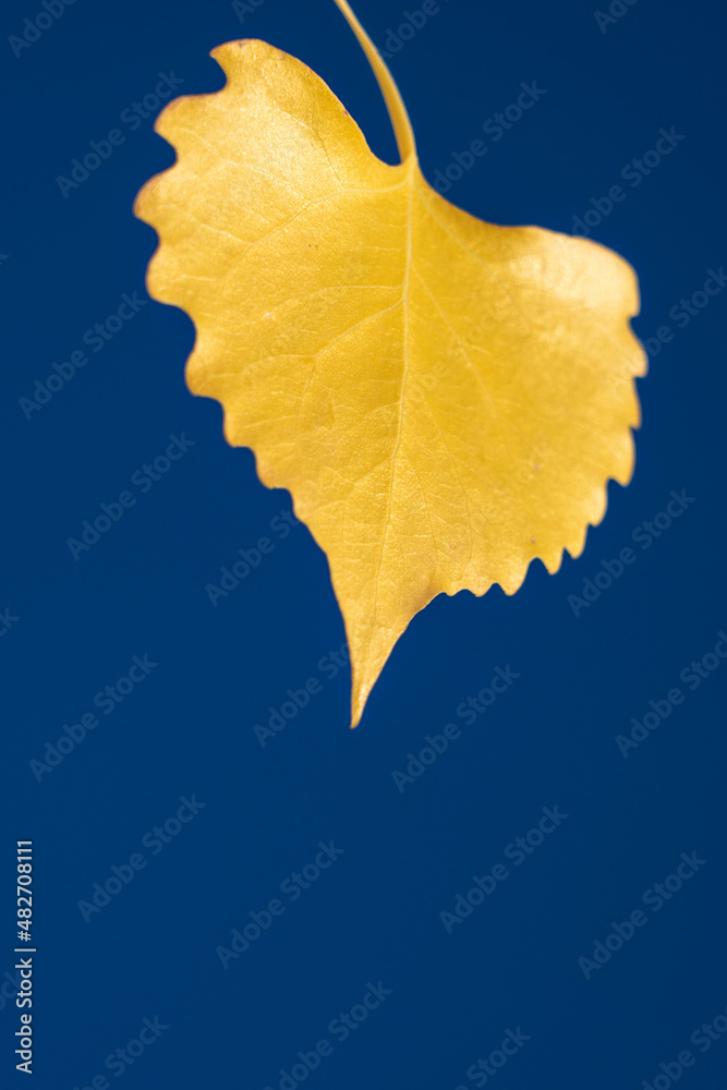 Autumn yellow birch tree against blue sky Autumn yellow birch tree against blue sky