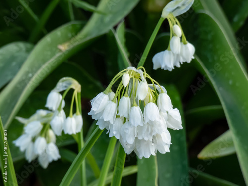 Close-up shot of few-flowered garlic or few-flowered leek (Allium paradoxum) flowering with white flowers in summer surrounded with vegetation photo
