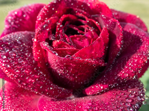 Fototapeta Naklejka Na Ścianę i Meble -  Close-up of rose 'Grafin von Hardenberg' with beautiful, elegant velvety red and burgundy blooms covered with morning dew droplets, mist in perfect waterdrops reflecting light