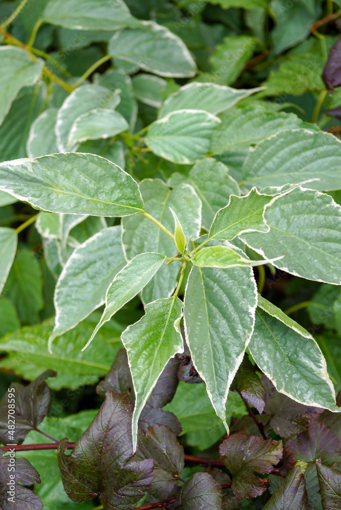 Vertical closeup of the variegated foliage (leaves) of 'Sterling Silver' early stachyurus (Stachyurus praecox 'Sterling Silver'), also known as spiketail Vertical closeup of the variegated foliage (leaves) of 'Sterling Silver' early stachyurus (Stachyurus praecox 'Sterling Silver'), also known as spiketail