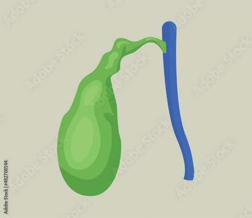 Human gallbladder. Isolated on soft background. Vector illustration
