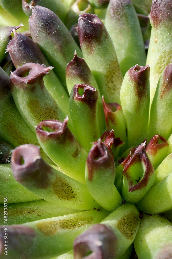 Vertical closeup of 'Oddity' hens and chicks (Sempervivum), showing its unusual rolled foliage Vertical closeup of 'Oddity' hens and chicks (Sempervivum), showing its unusual rolled foliage