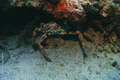 King crab hiding into a coral