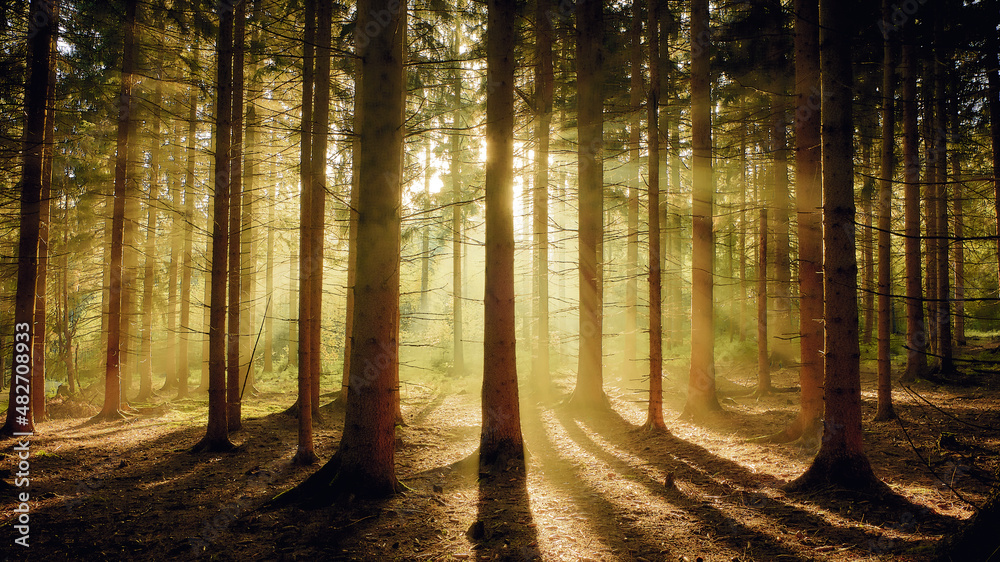 Fototapeta premium Sonnenstrahlen im Wald