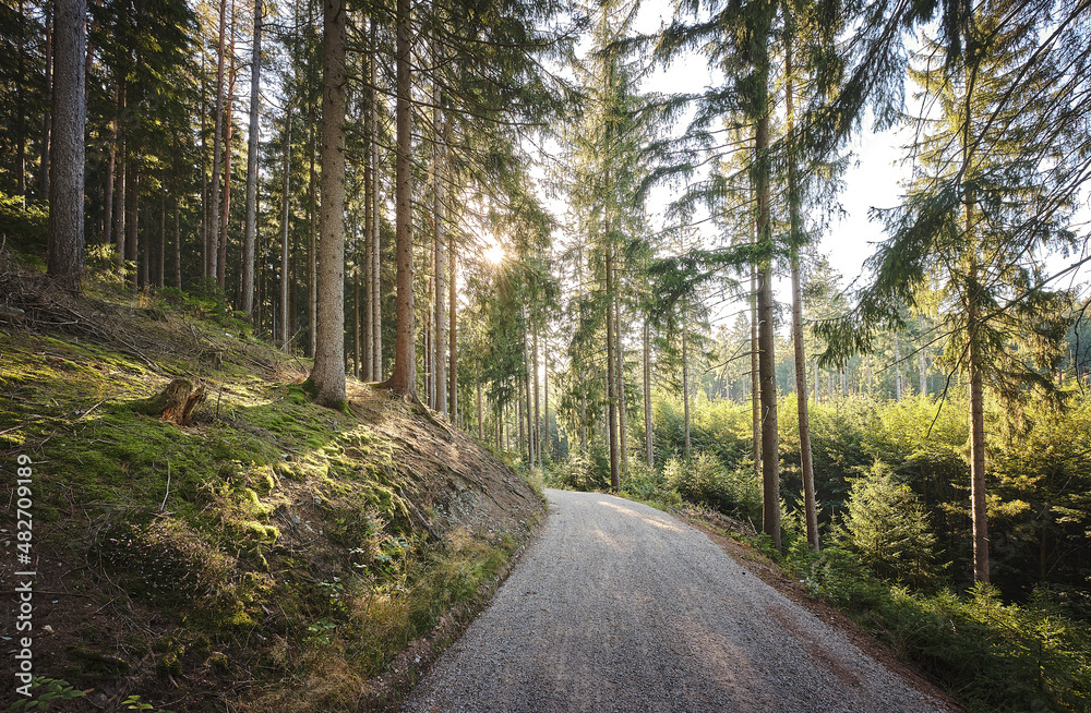 Fototapeta premium schöner Waldweg im Sonnenschein